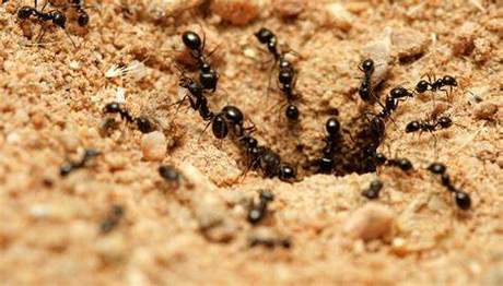 the-best-ant-killer-products-and-methods-for-effective-control.jpg