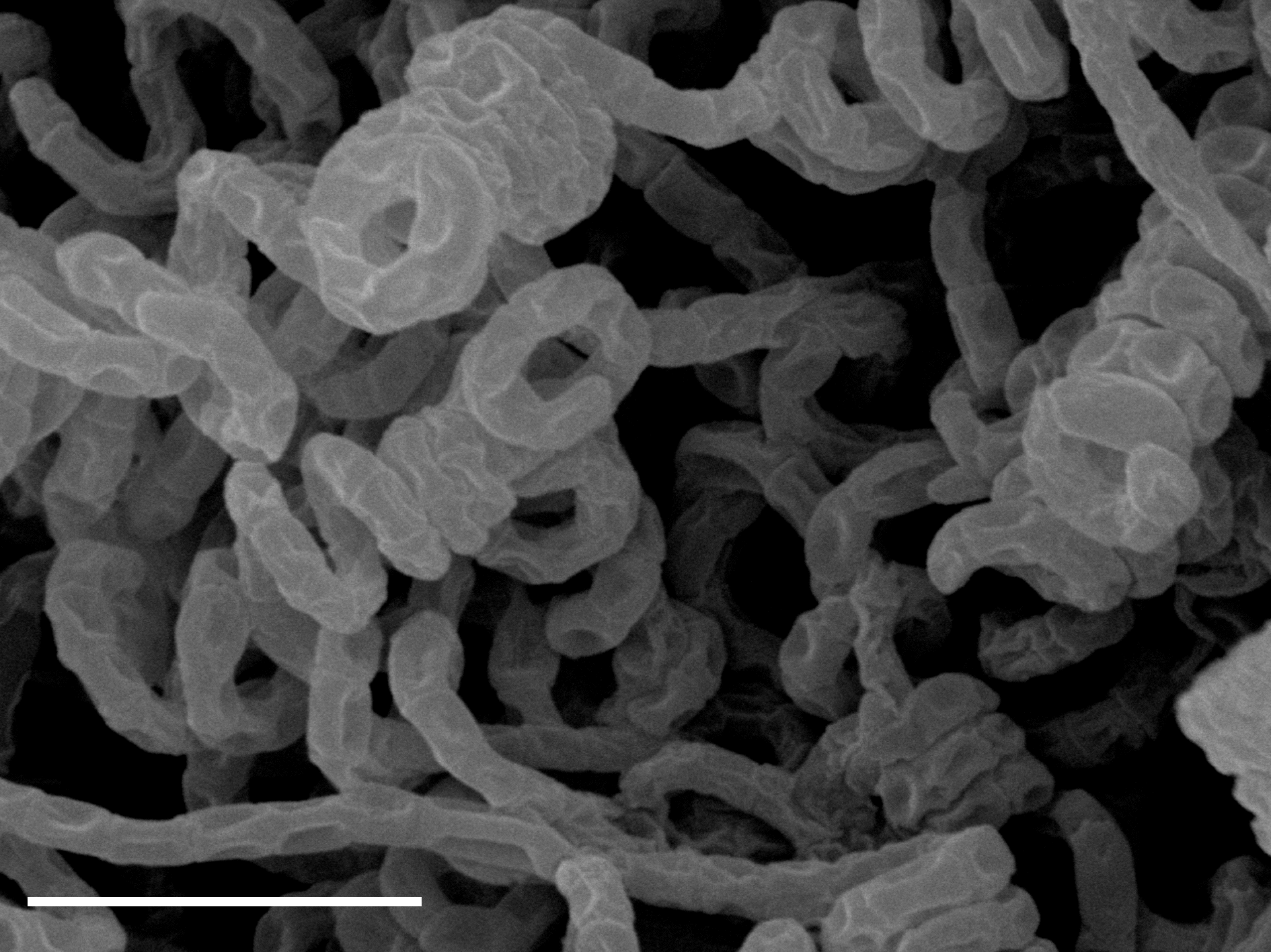 streptomyces_avermitilis_soil_bacterium