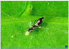 Tolfenpyrad 10%+Chlorfenapyr 10% SC