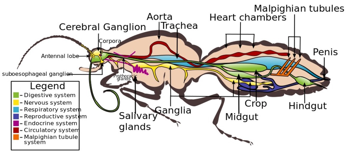 insect-nervous-system-diagram