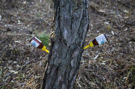 tree-shrub-application-dinotefuran