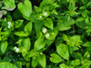 Tembotrione 8%OD