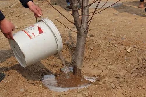 soil-drench-application-root-zone