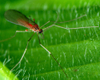 Chlorantraniliprole 200g/L SC