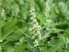 Penoxsulam 5% OD