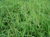 Glufosinate Ammonium 200G/L SL