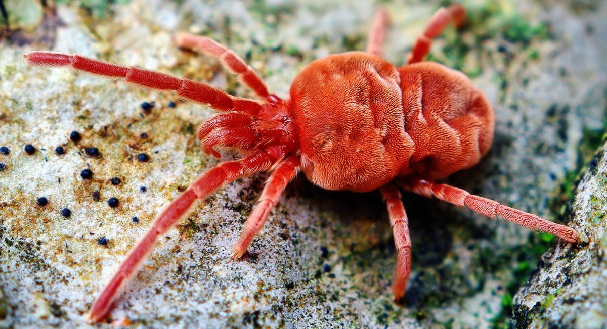 Abamectin Effective Fire Ant Control for Home & Garden-insects and mites
