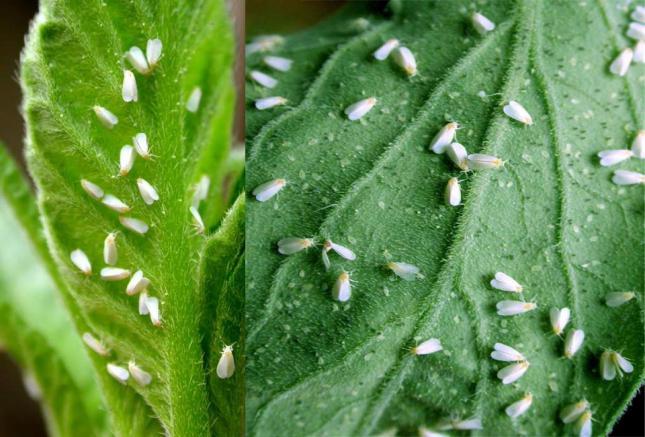 target-pests-mealybugs-whiteflies-01