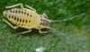 Chlorpyrifos50%+Cypermethrin5%EC