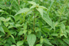Tembotrione 8%OD
