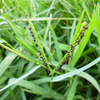Atrazine 500G/L + Mesotrione 50G/L SC