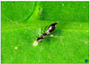 Imidacloprid20%SL