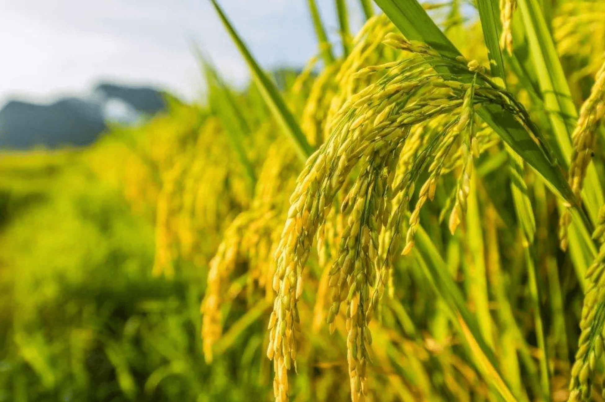 YF - Agro Crop Solution for Rice (Seed Treatment Stage)
