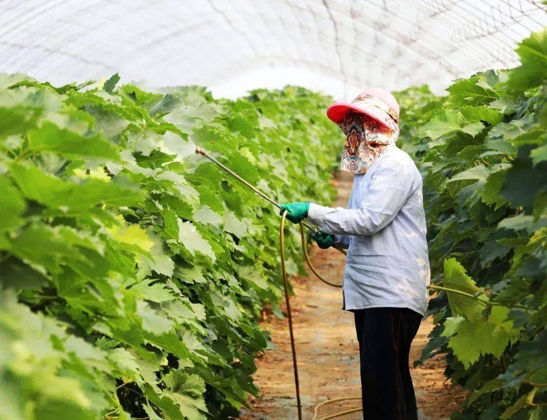 broad-spectrum-insecticide-control