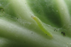 Imidacloprid10%WP