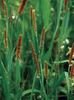 Tembotrione 8%OD