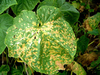Oxine-copper 33%+Kasugamycin 3% SC
