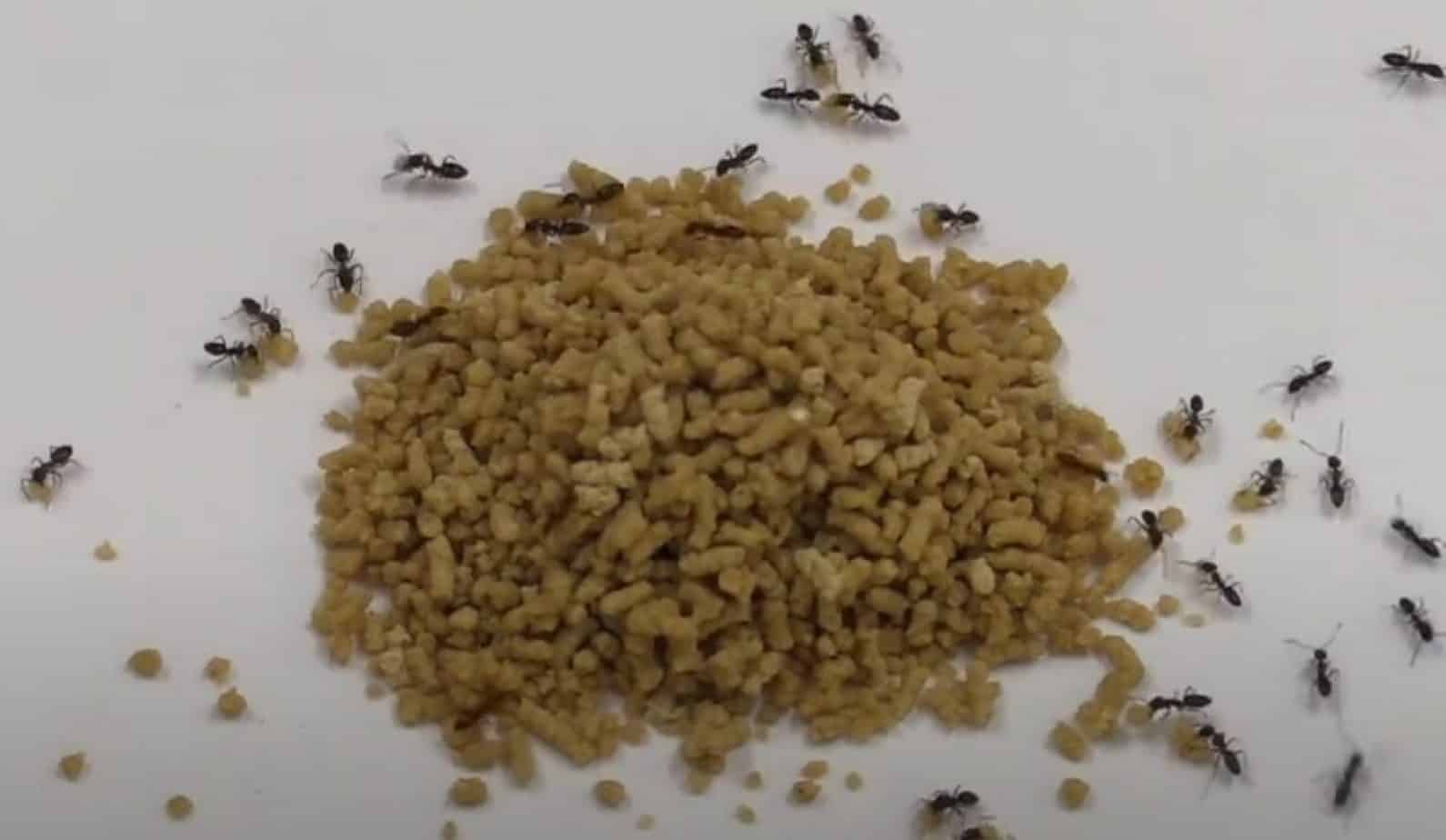 nitenpyram-granular-ant-bait-fire-ants
