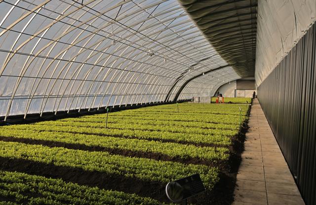 greenhouse-nursery-dinotefuran
