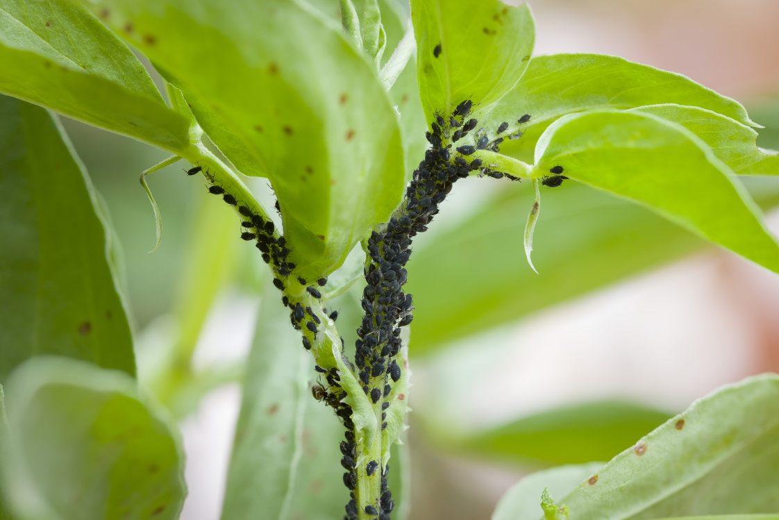  Abamectin: The Natural Solution for Effective Pest Control 