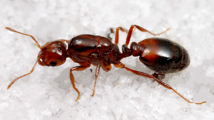 Abamectin Effective Fire Ant Control for Home & Garden-fire ant
