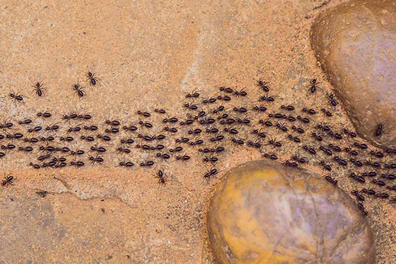 ant-trail-outdoor-pest-control