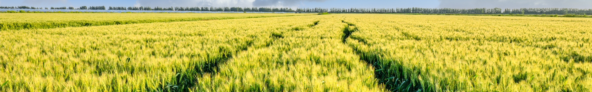 neiye-banner