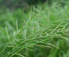 Cyhalofop-butyl 20% OD