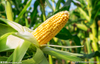 Chlorpyrifos50%+Cypermethrin5%EC