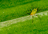Imidacloprid20%SL
