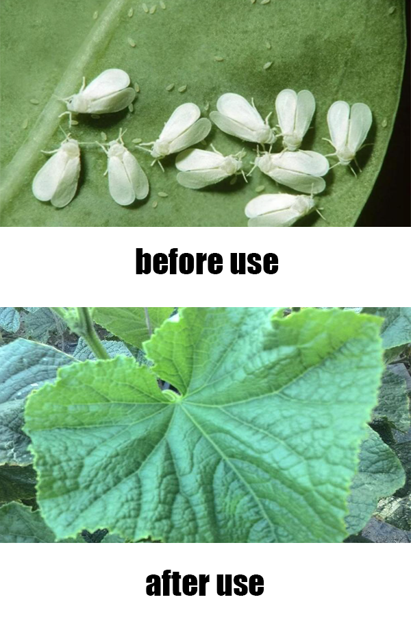 pest-control-before-after-effects
