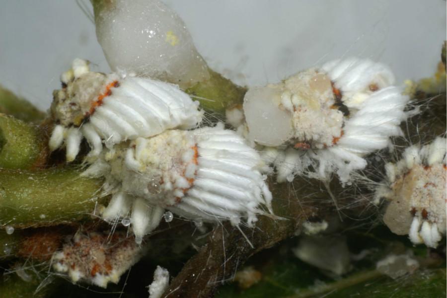 target-pests-mealybugs-whiteflies-02