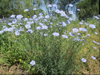 Atrazine 500G/L + Mesotrione 50G/L SC