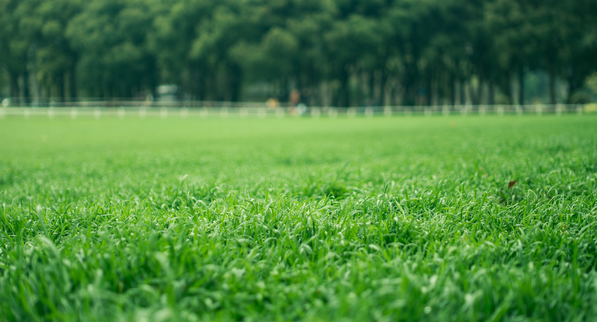 Abamectin Effective Fire Ant Control for Home & Garden-lawn